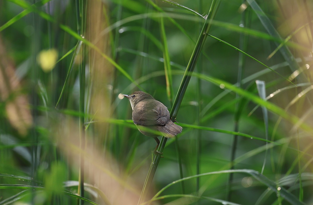 rákosník pokřovní - ML646571448