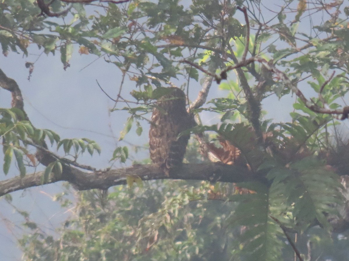 ketupa rybí - ML646571449