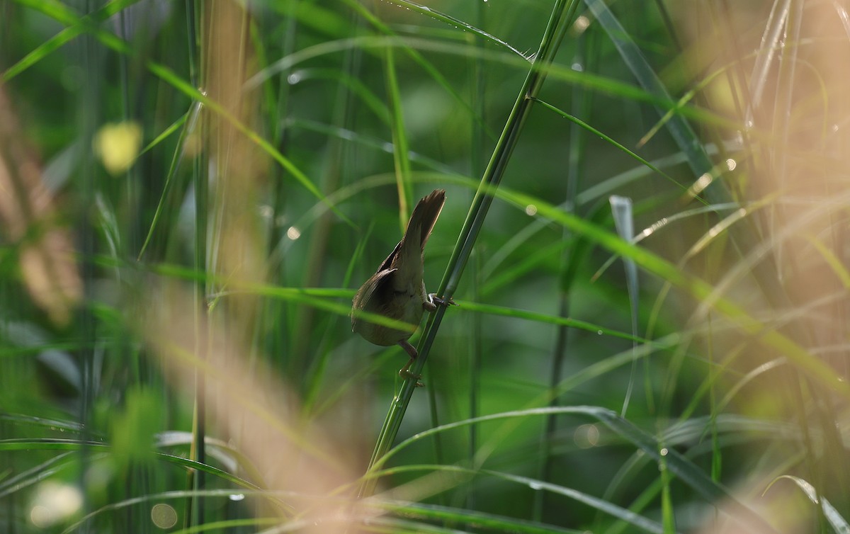 rákosník pokřovní - ML646571450