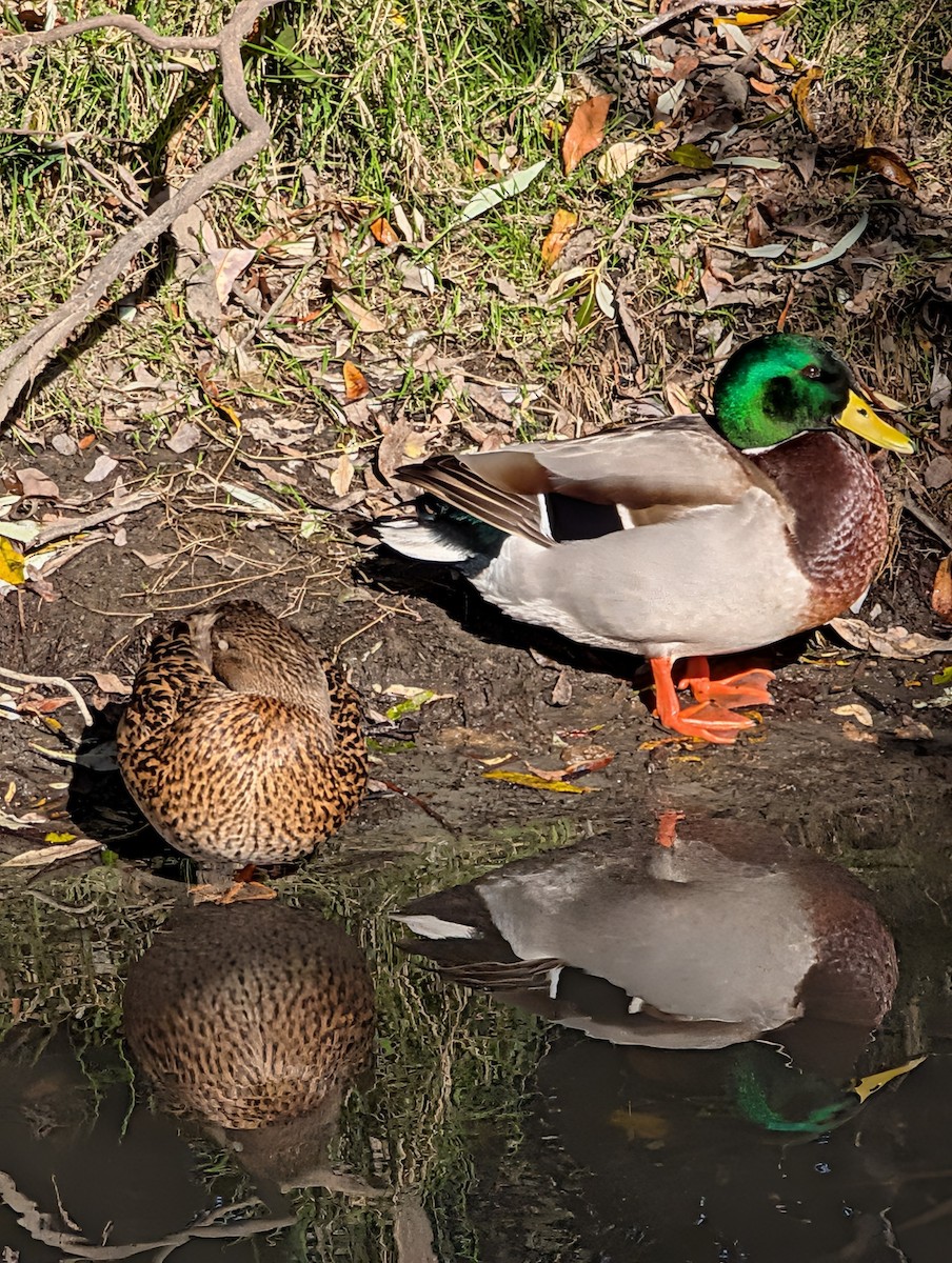 kachna divoká - ML646571455