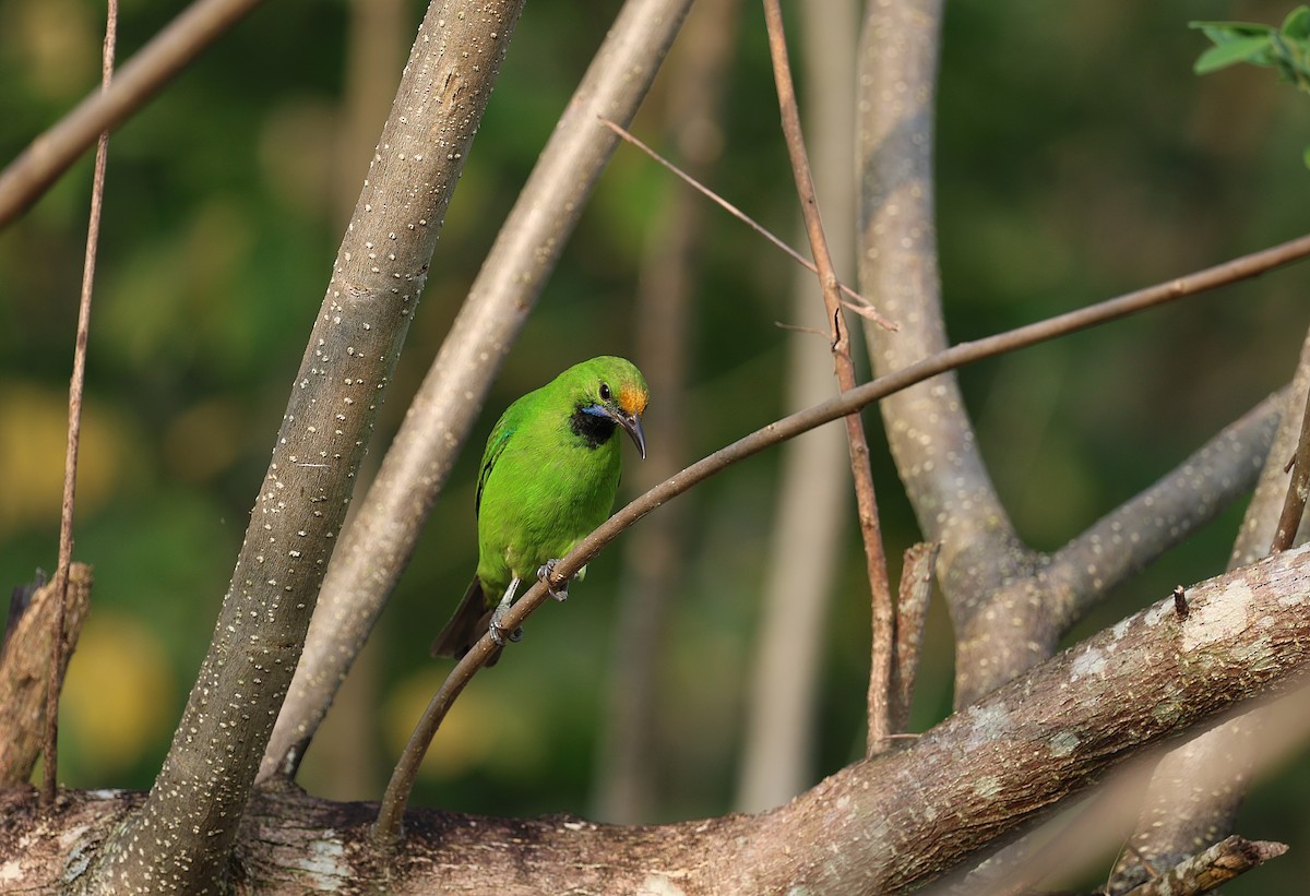 Golden-fronted Leafbird - ML646571457