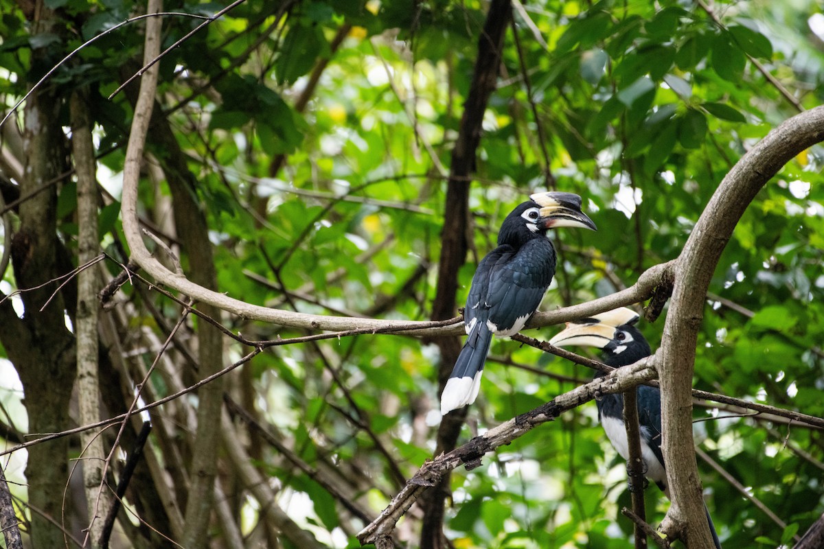 キタカササギサイチョウ - ML646571458