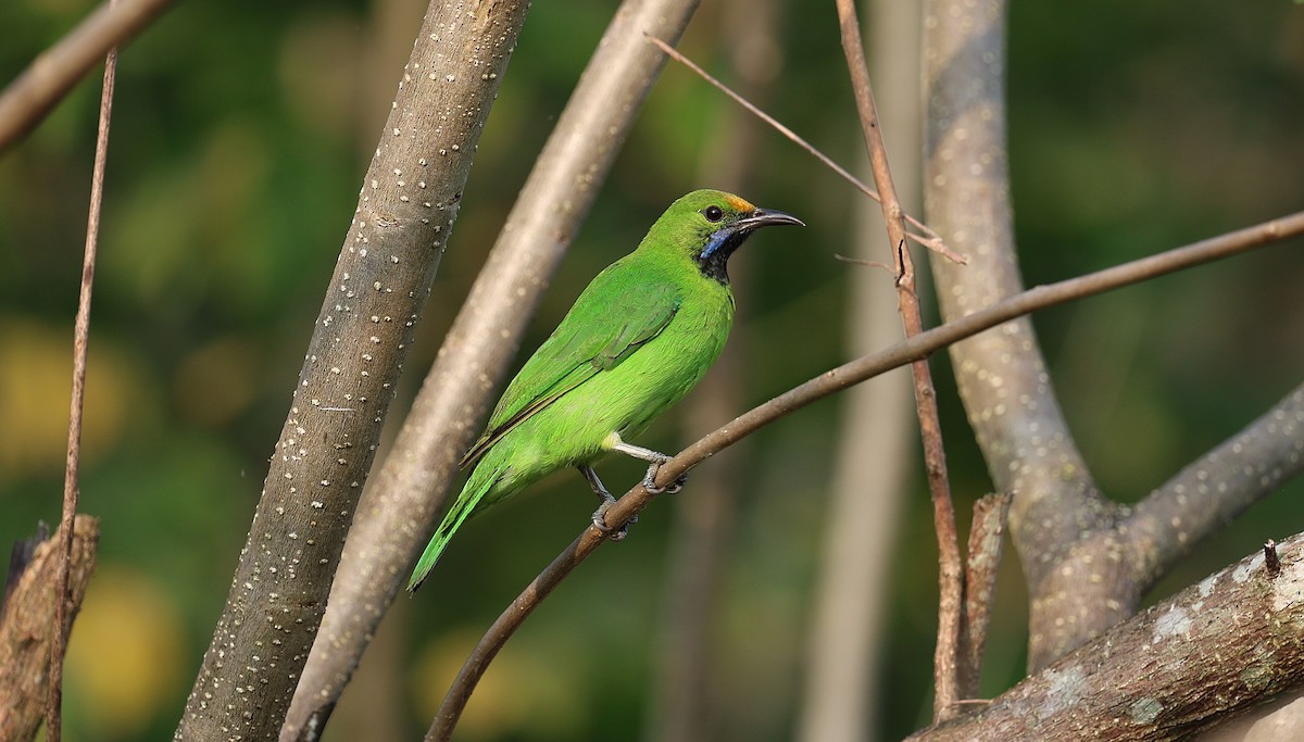 Golden-fronted Leafbird - ML646571460