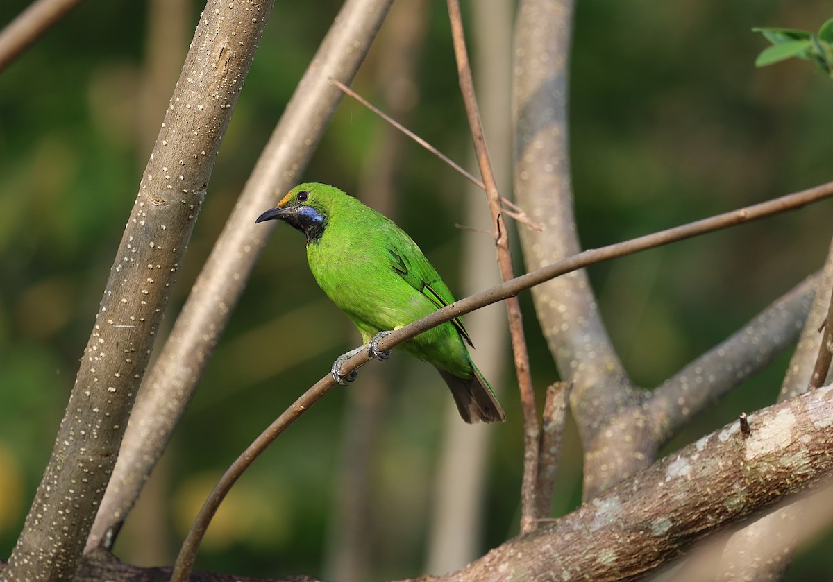 Golden-fronted Leafbird - ML646571461