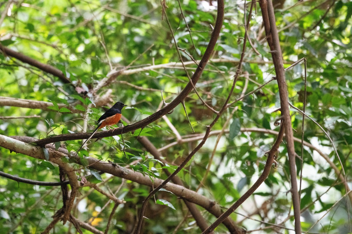 アカハラシキチョウ - ML646571462