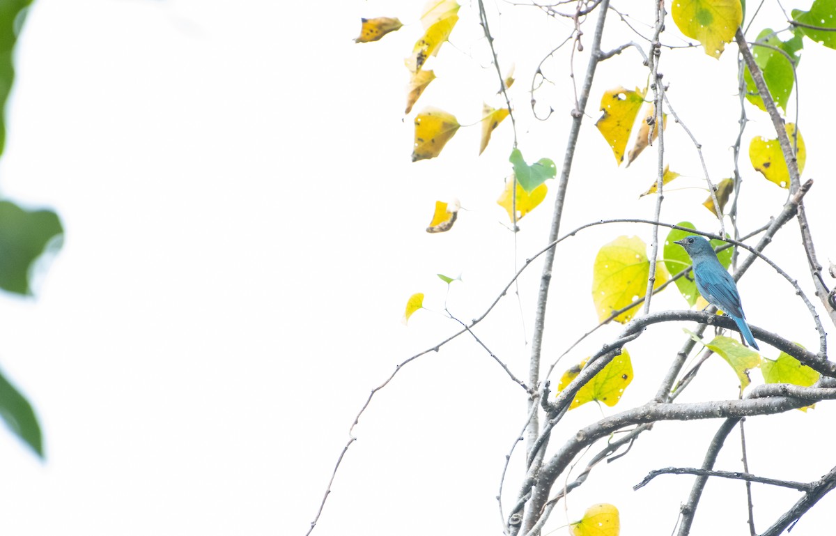 ロクショウヒタキ - ML646571466