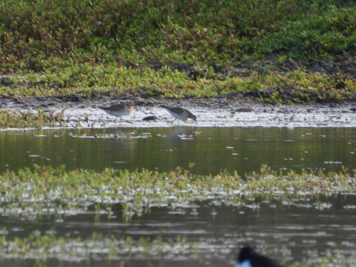 Sharp-tailed Sandpiper - ML646571470