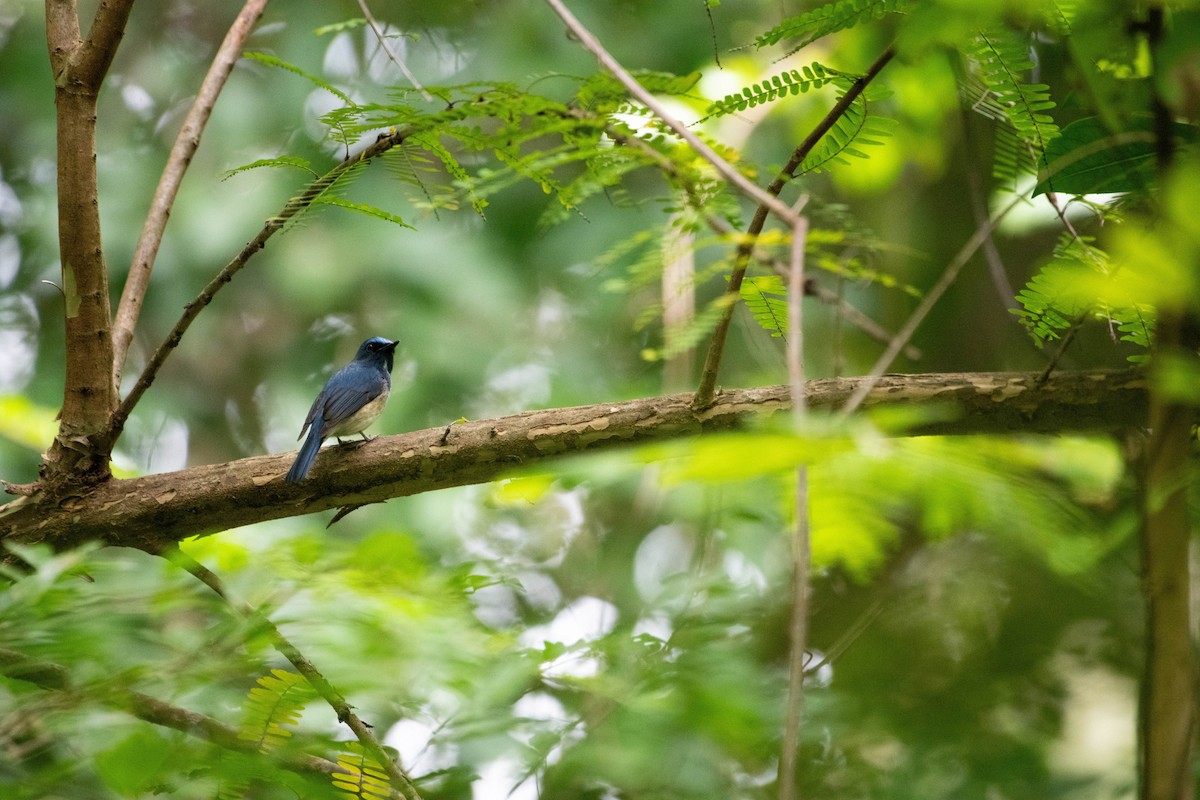 ハイナンヒメアオヒタキ - ML646571471