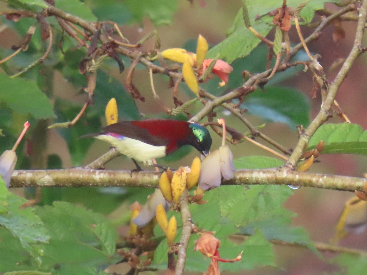 Crimson-backed Sunbird - ML646571472