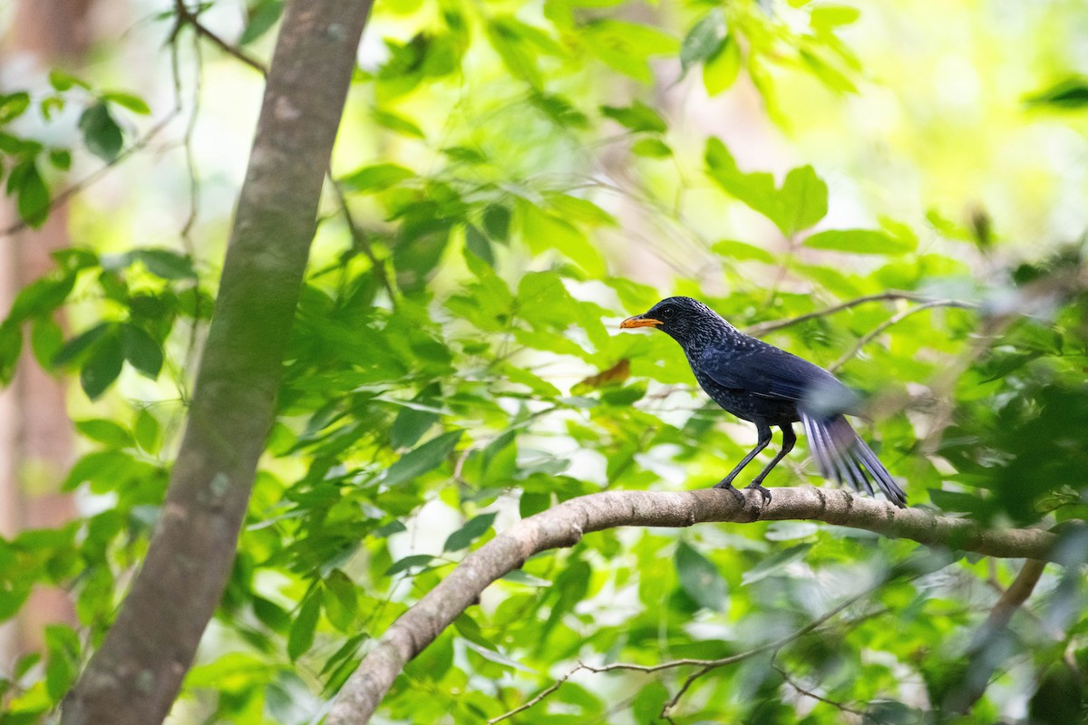 オオルリチョウ - ML646571473