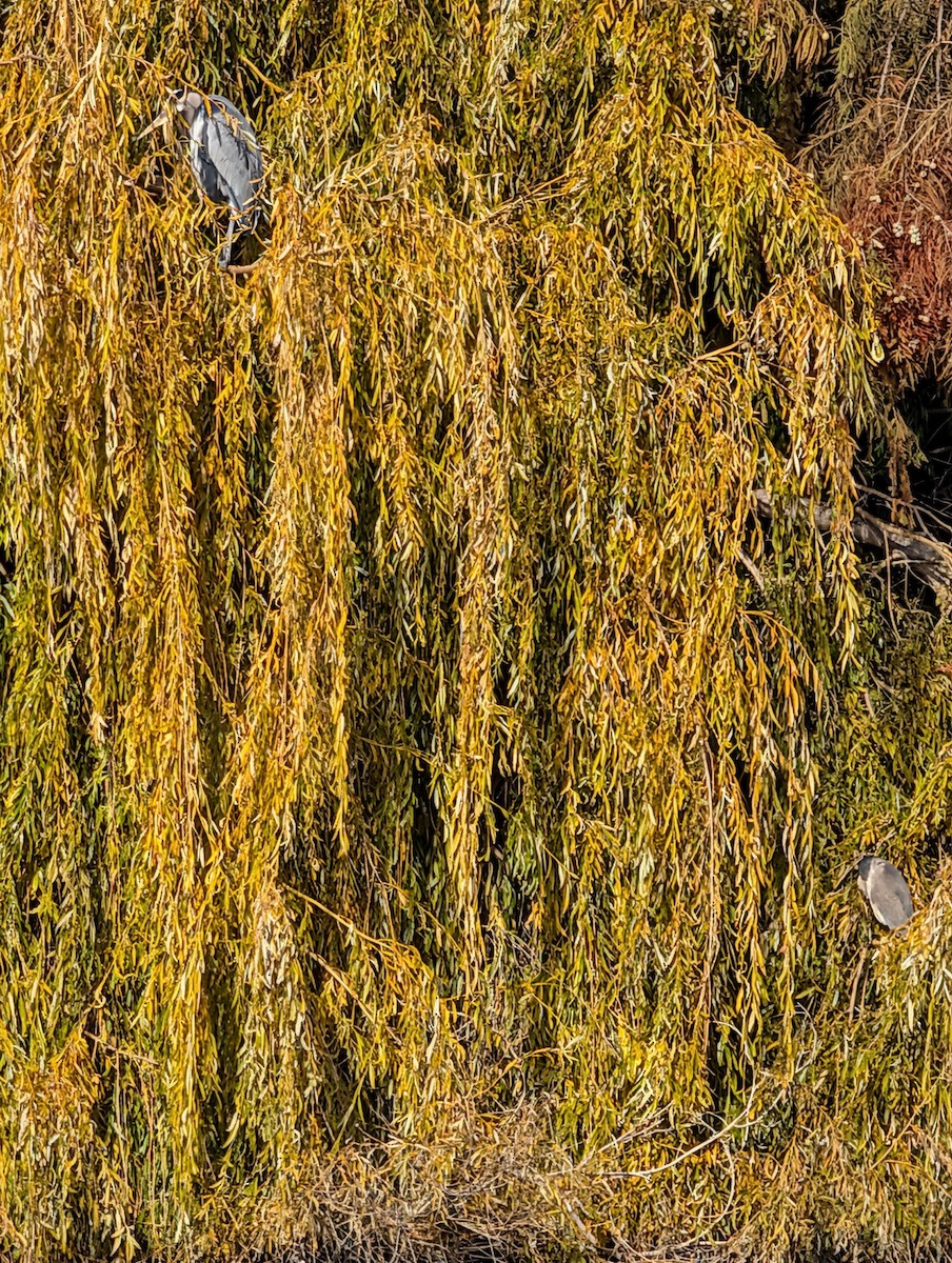 volavka velká - ML646571476