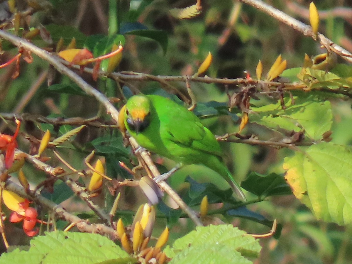 Golden-fronted Leafbird - ML646571477