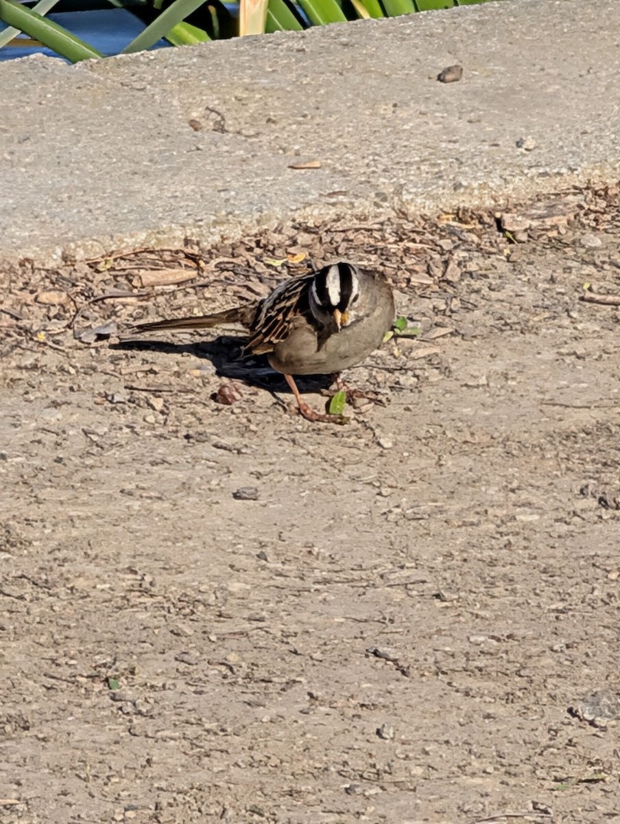 strnadec bělopásý - ML646571480