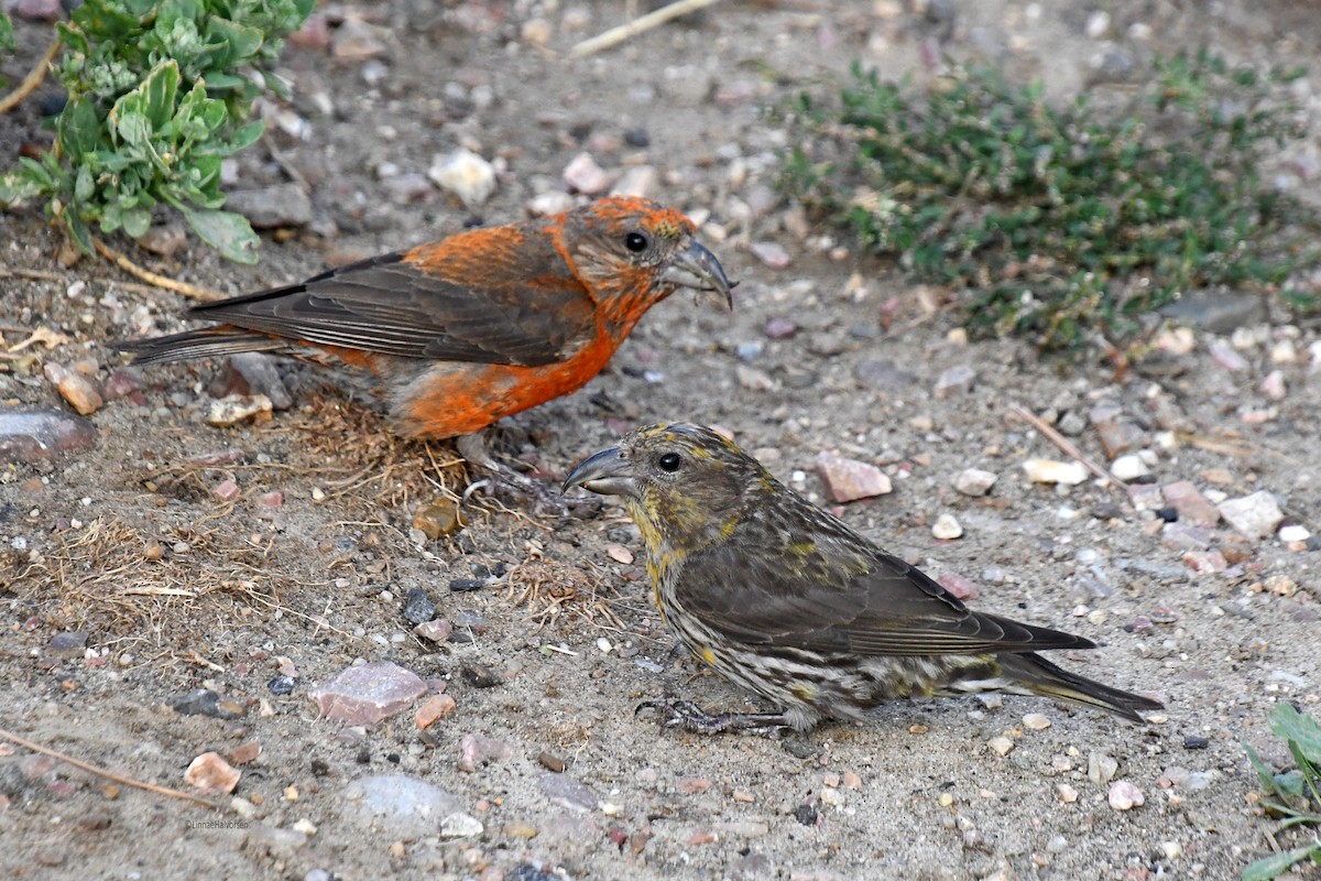 Гацуурын солбин хошуут - ML646571481