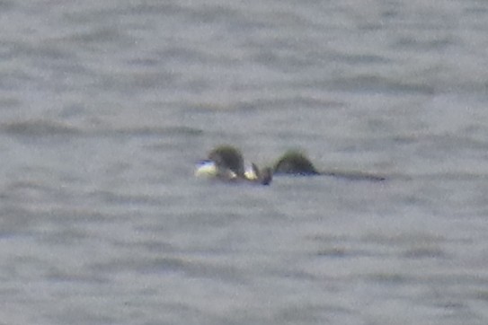 Little Penguin - ML646571482