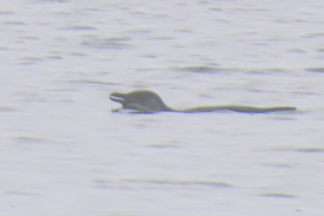 Little Penguin - ML646571483