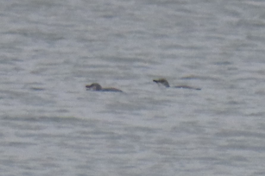 Little Penguin - ML646571484