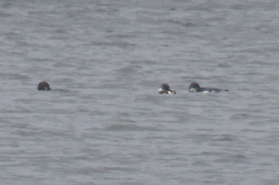 Little Penguin - ML646571485