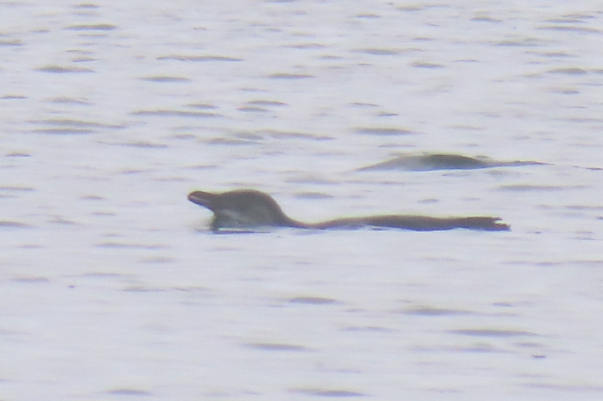 Little Penguin - ML646571486