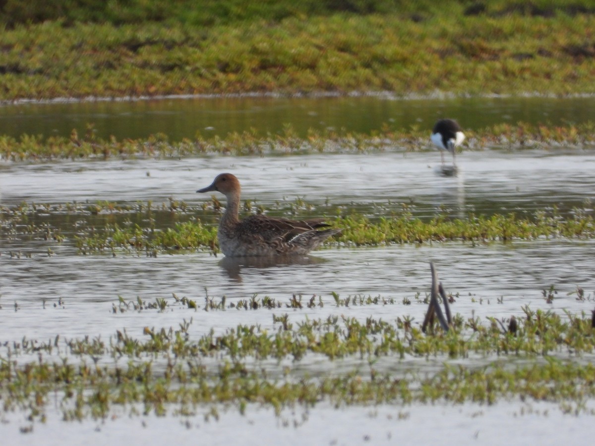 Northern Pintail - ML646571489