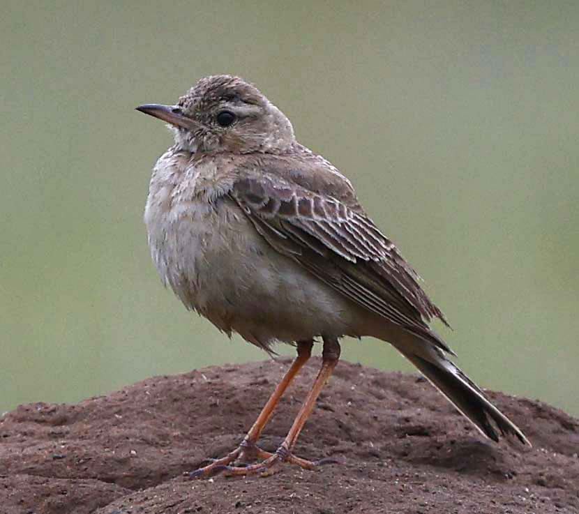 Buffy Pipit - ML646571490