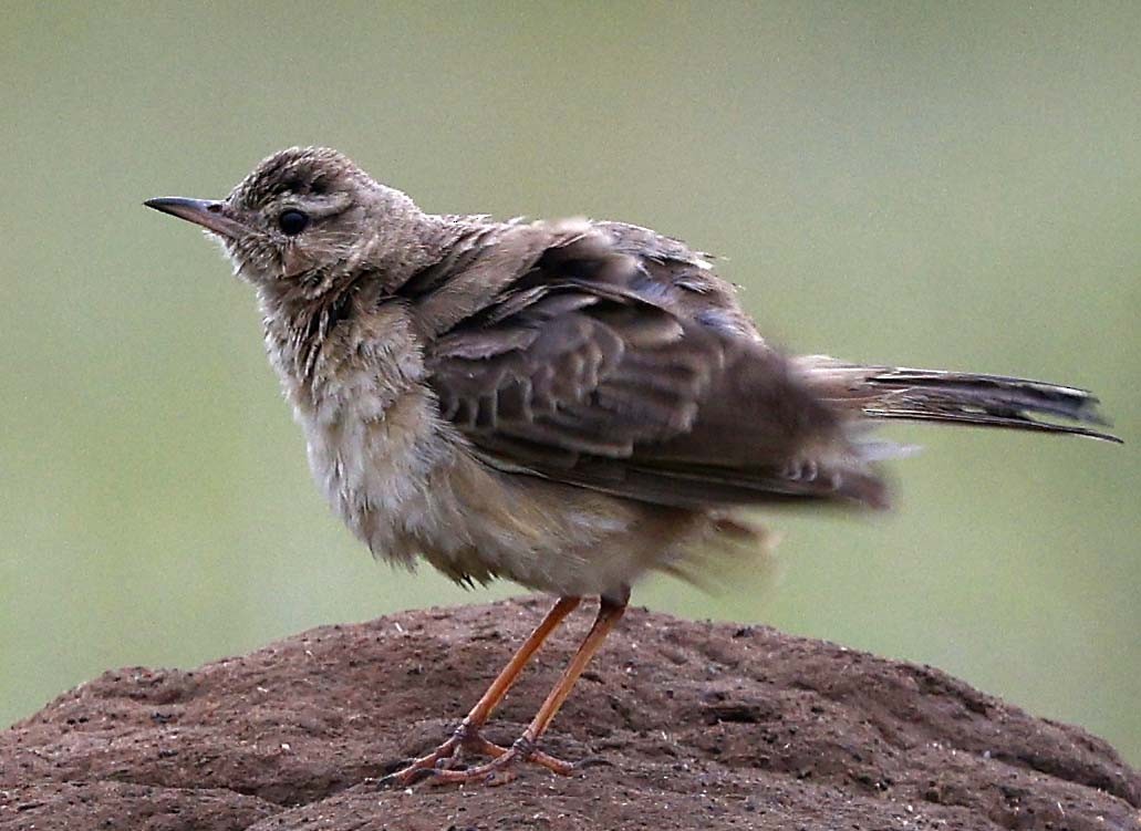 Buffy Pipit - ML646571491