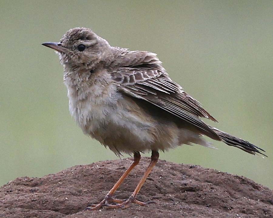Buffy Pipit - ML646571492