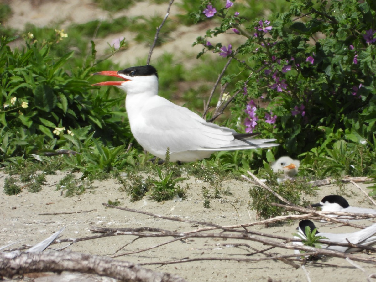 Морин хараалай - ML646571497