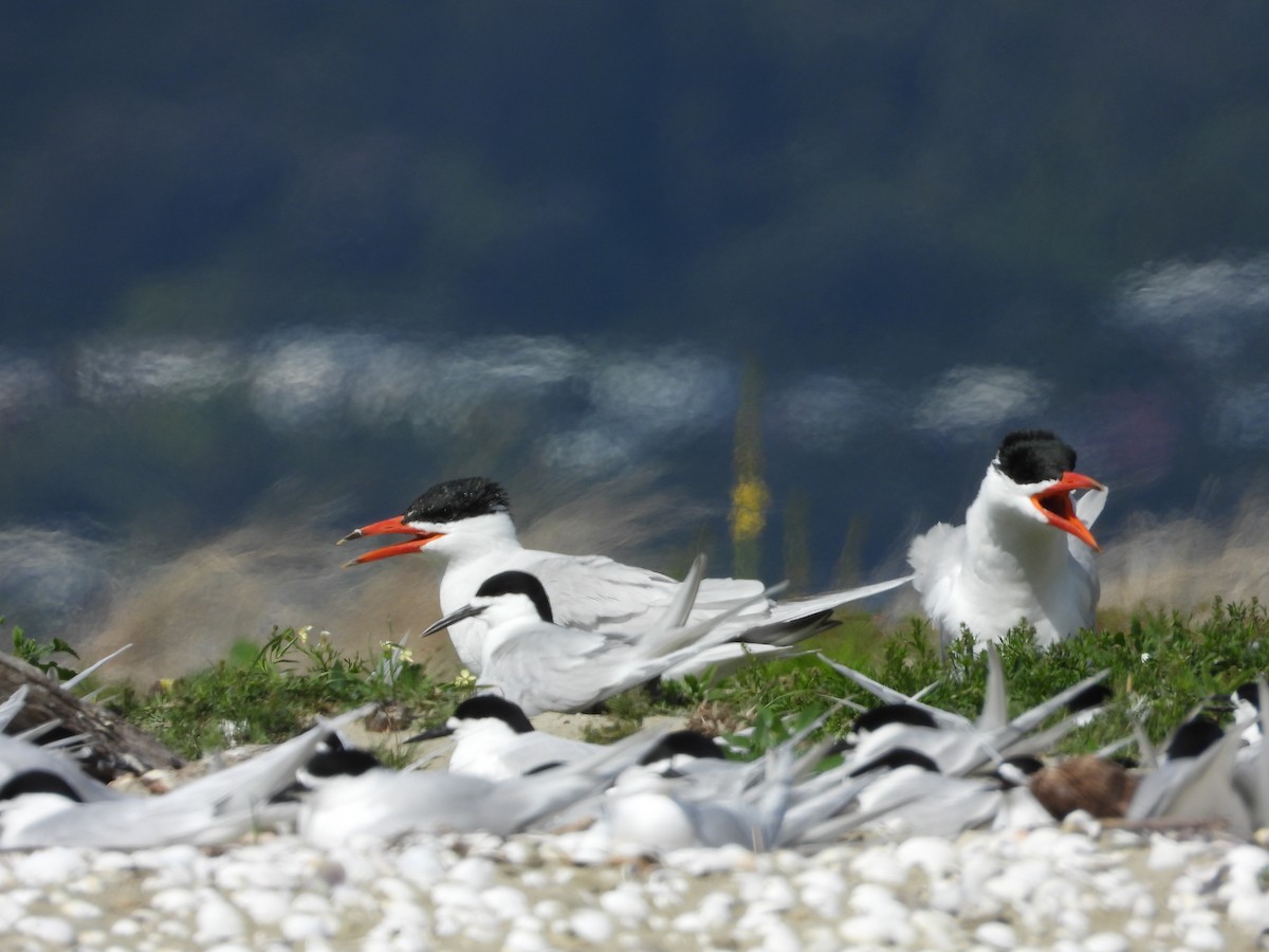 Морин хараалай - ML646571498