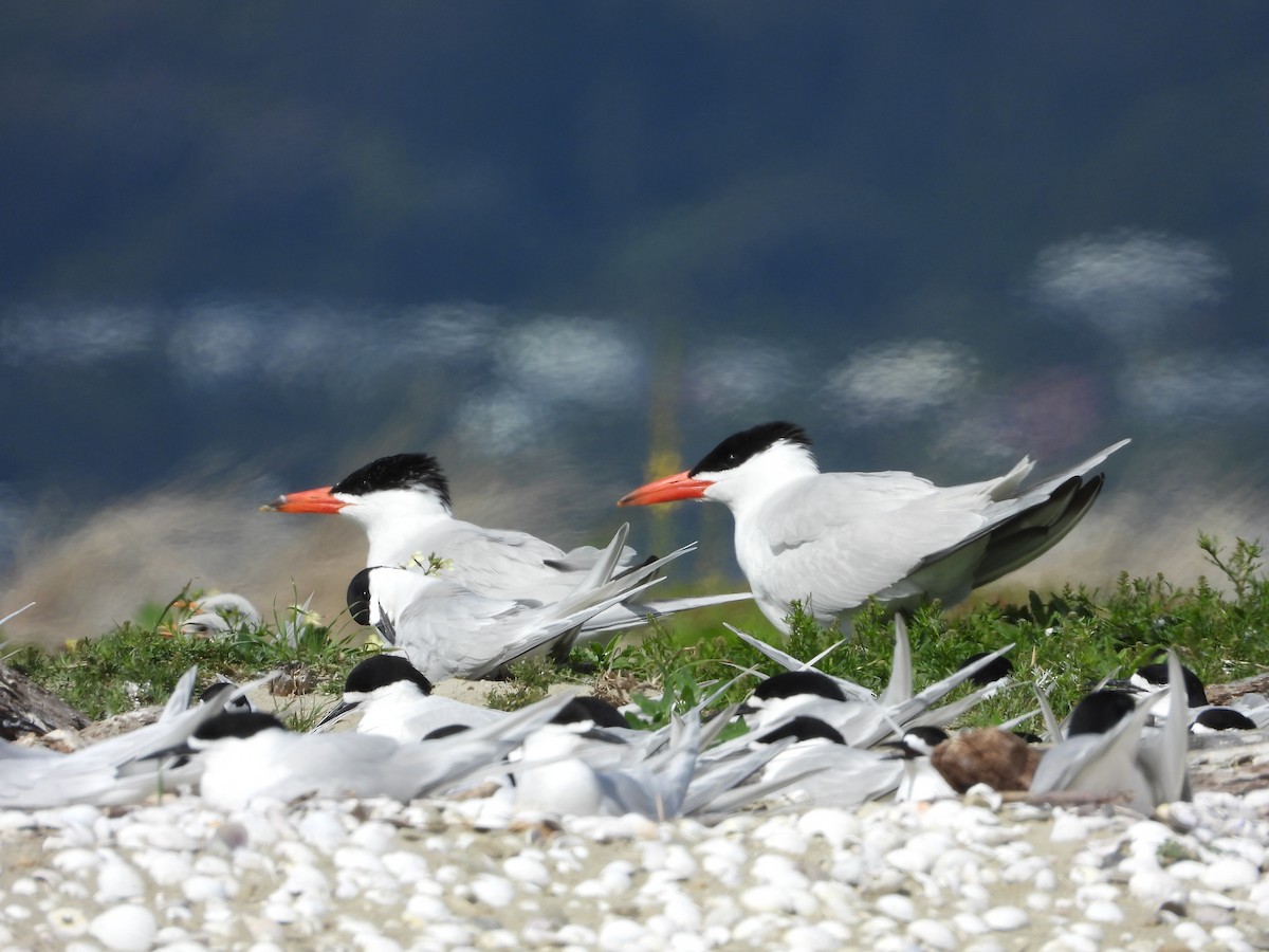 Морин хараалай - ML646571499