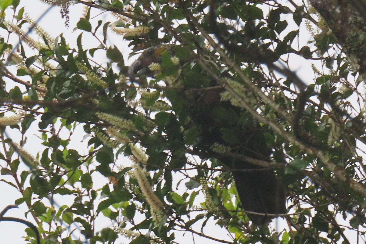 New Zealand Kaka - ML646571511