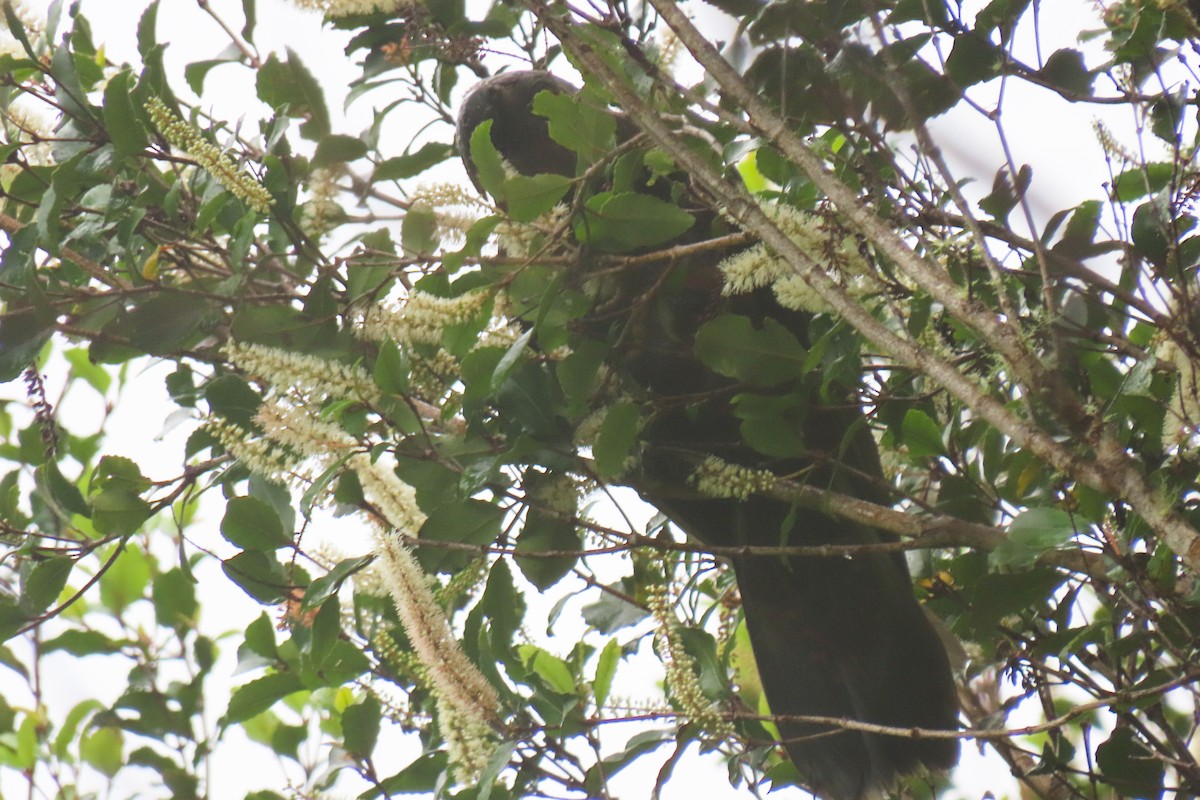 New Zealand Kaka - ML646571512