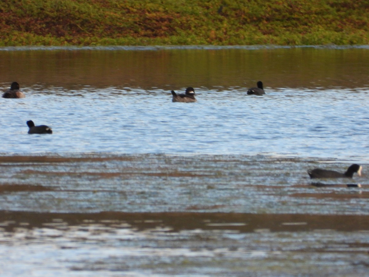 Bufflehead - ML646571513