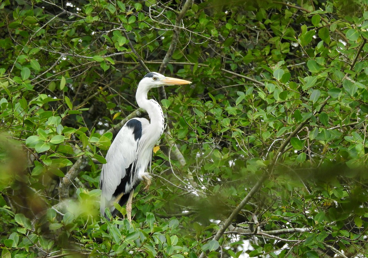 Graureiher - ML646571524