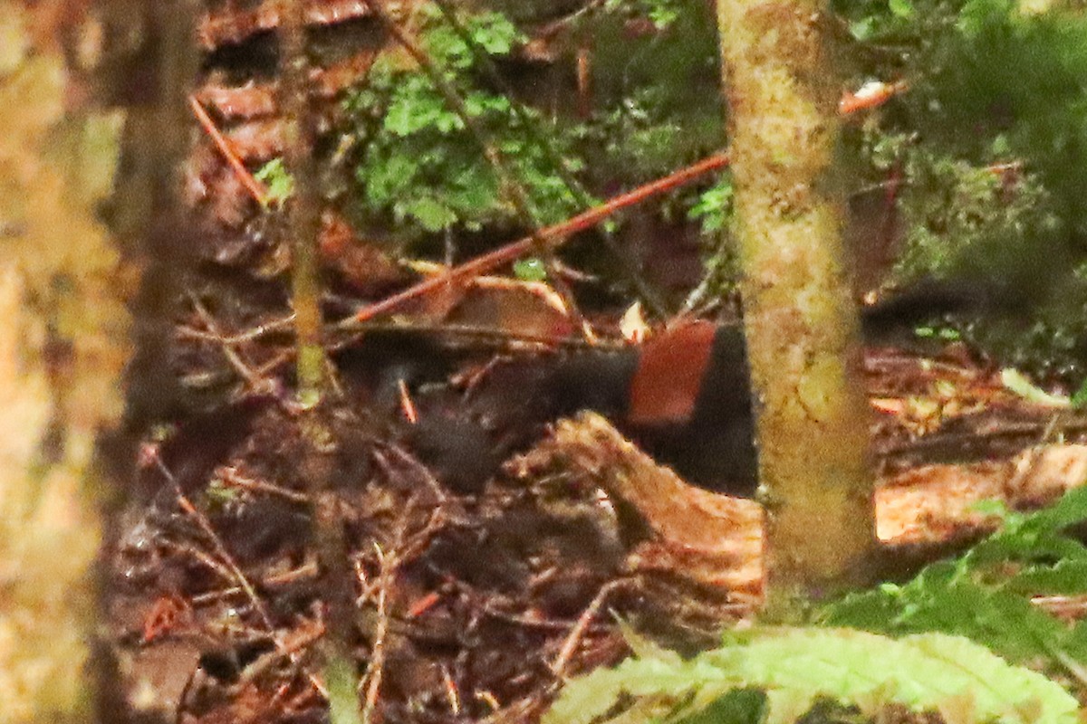 Güney Adası Eğerkuşu - ML646571526