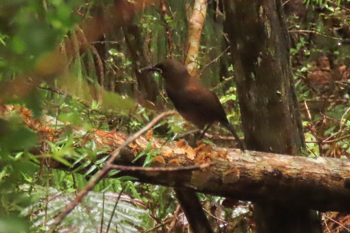 Güney Adası Eğerkuşu - ML646571527