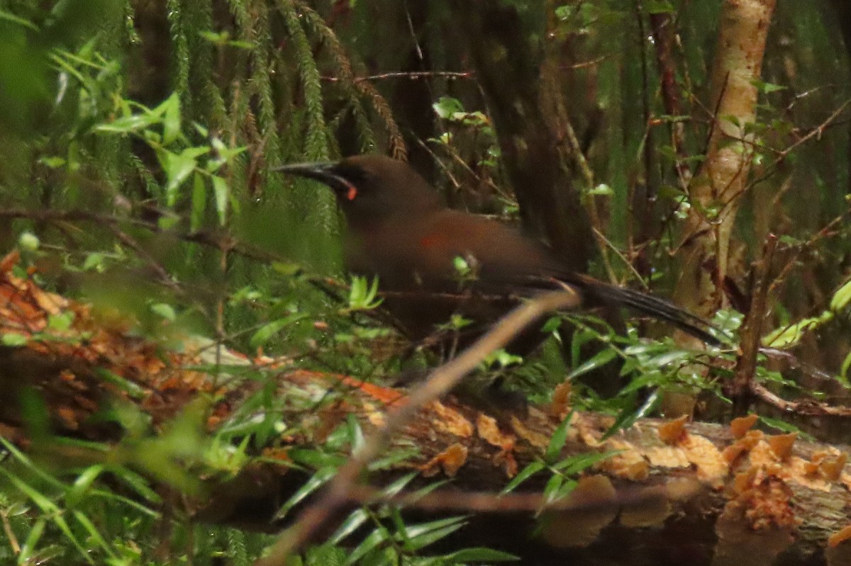 Güney Adası Eğerkuşu - ML646571528