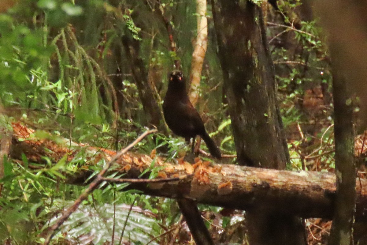 Güney Adası Eğerkuşu - ML646571529