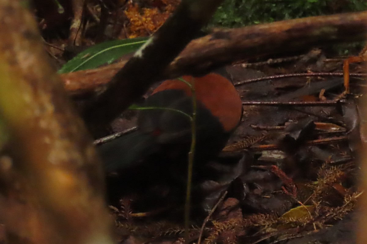 Güney Adası Eğerkuşu - ML646571530