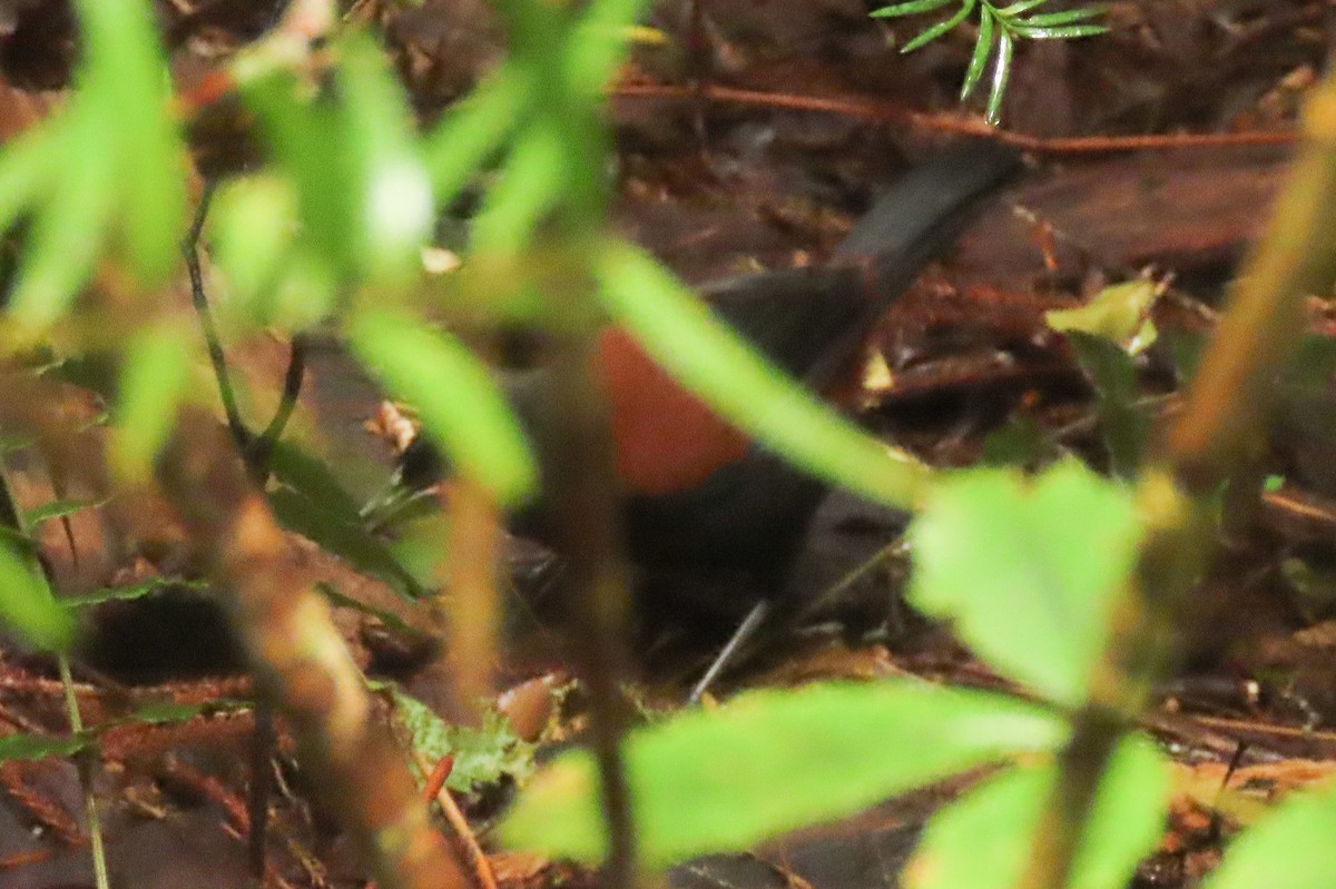 Güney Adası Eğerkuşu - ML646571531