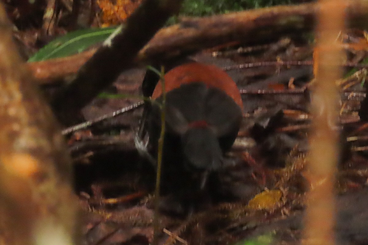 Güney Adası Eğerkuşu - ML646571532