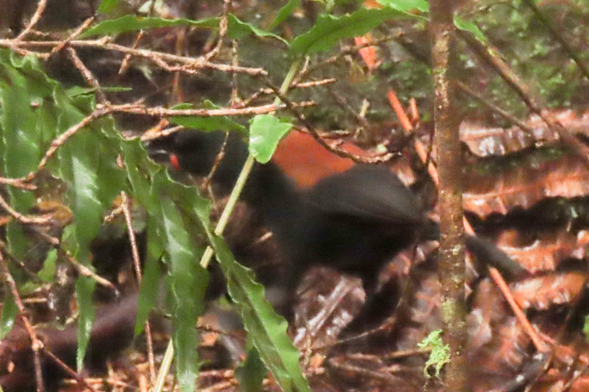 Güney Adası Eğerkuşu - ML646571533