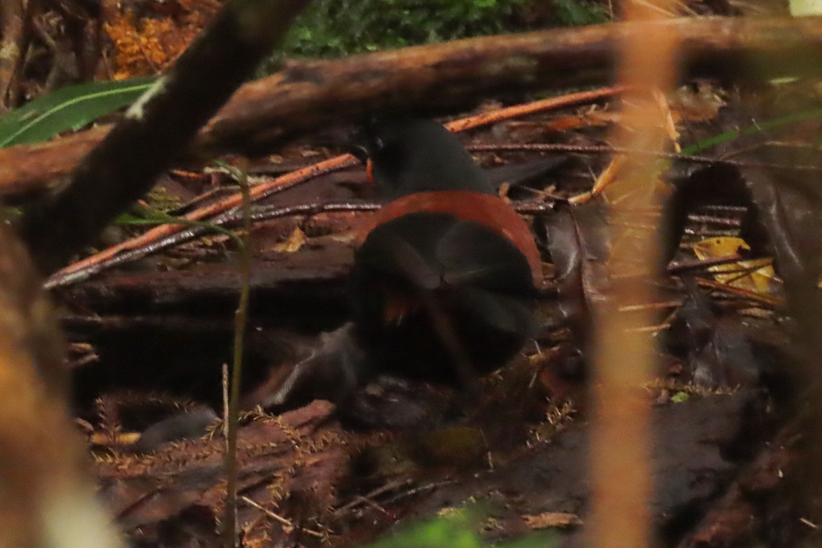 Güney Adası Eğerkuşu - ML646571534