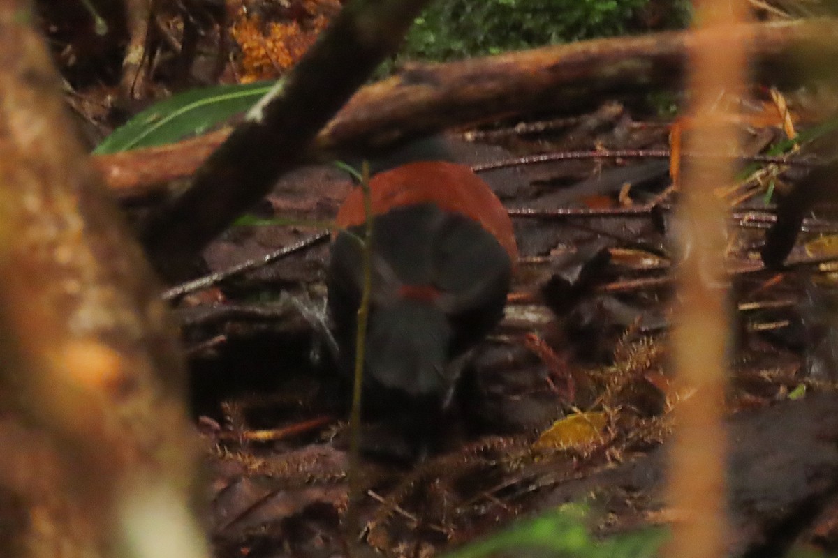 Güney Adası Eğerkuşu - ML646571535