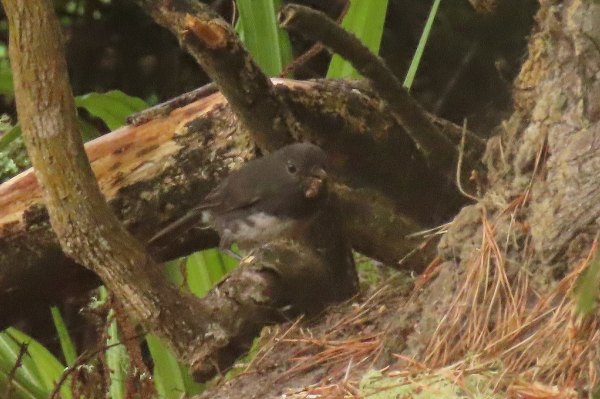 Güney Adası Bülbülü - ML646571537