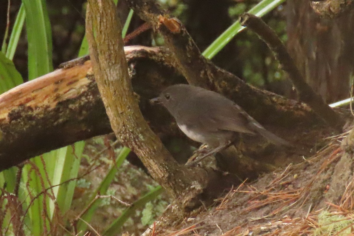 Güney Adası Bülbülü - ML646571538