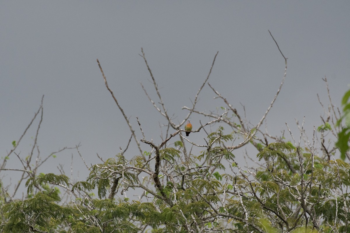Pink-necked Green-Pigeon - ML646571539