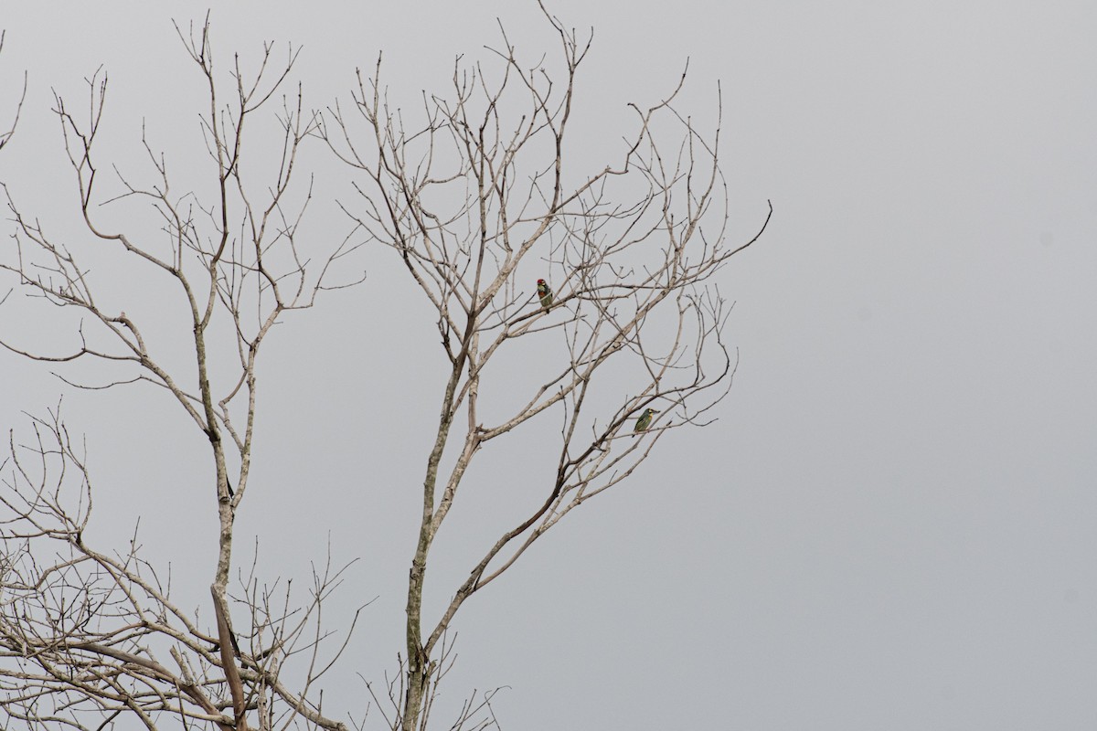 Coppersmith Barbet - ML646571540