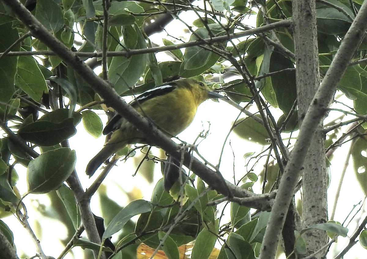 Garteniora - ML646571541