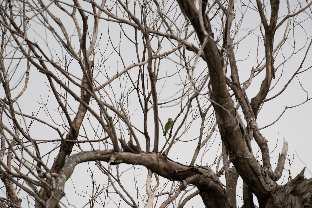 シロボシオオゴシキドリ - ML646571543